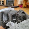 Adorable Pitbull Terrier Puppies For Sale