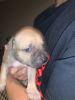 Adorable Pit Bull Terrier Puppies Looking for Furever Home!