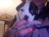 Beautiful Pitbull Puppies for sale