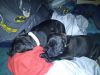 Registered Bluenose pitbull puppies