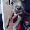 BLUE NOSE PITBULL PUPPY FOR SALE MALE
