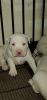 Is beautiful all white pitbull puppies American standard Contact me at