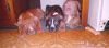 Puppies for sale in Chambersburg Pennsylvania