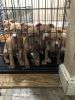 6 pitbull puppies for sale KCMO