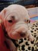 Pitbull puppies for sale male and female