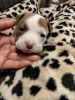 Pit Bull Puppies for Sale (Male/Fremale)