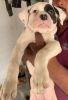 Pitbull L size quality puppy for sale