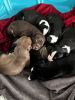 Full Breed Pit bull Puppies for sale