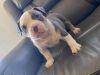 Adopt Hank (UKC Pit Bull Terrier)