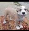 Adopt Gus (UKC Pit Bull Terrier)