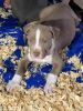 Adopt Lola (UKC Pit Bull Terrier)