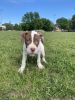 Perfect 13 Week Old Pitbull Puppies for Adoption!