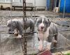 American Pit Bull Terrier Puppies for Sale (832)XX770XXX83XX06