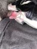 Newborn Red Nose Pit Bulls