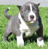 Blue male and female Pitbull puppies for adoption