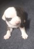 7 week old American pitbull puppies