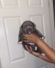 Xlbully puppies/rehoming fee