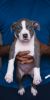 Pitbull Puppies Available For Sale