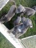 Bluenose Pups