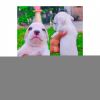 Pitbull puppies available male and female