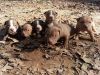APBT pups for sale