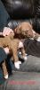 Purebred American Pitbull Terrier puppies