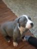 Blue PitBull puppies READY for forever home
