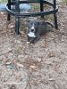 I have a girl blue nose pitbull puppy ready for a new great home