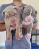 American Pitbull Terrier Puppy For Sale (xxx) xxx-xxx5