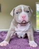 Blue Pitbull Puppies For Sale (xxx) xxx-xxx5
