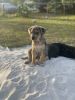 Female puppies looking for a home