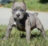 Beautiful American Pitbull Terrier puppies