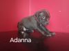 Adanna- Female Pit Bull Puppy