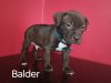 Balder- Male Pit Bull Puppy