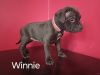 Winnie- Female Pit Bull Puppy