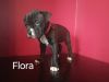 Flora- Female Pit Bull Puppy