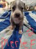 ADBA registered Pitbull puppies July 31 2023
