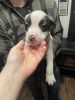 7 week old Pitbull Puppies