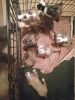 7 Pitbull puppies for sale 350 born December 12 will be ready February