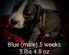 Fawn blue with white pitbull male (Blue aka Buttons)