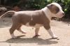 American Staffordshire Terrier puppies for sale .