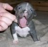 blue eyes pit bull puppies for sale(xxx) xxx-xxx6