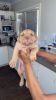 Pitbull terrier pups for sale