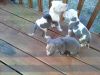 blue pitbull puppies for sale