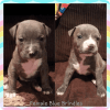Pups are 4 weeks old!!! Blue and Blue Brindle Pits