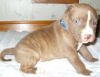 Ready to go TODAY! American Pit Bull Pups