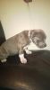 Female puppy for sale. Bully at it\'s finest.