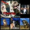 apbt puppies for sale