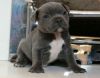 Blue nose Pit bull Puppies