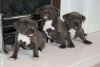 Perfect Pit bull Puppies